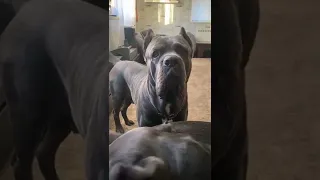 Собаки не понимают речь? Ну конечно🤣 Все они понимают 🥰#tttt #cane #canecorso #канекорсо