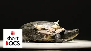 This turtle hospital fixes injured turtles with zip ties and crazy glue | Fix & Release