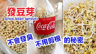 可乐瓶发豆芽，不会发臭，不用剪根的秘密，孵豆芽/种豆芽/发黄豆芽