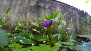 Blue-Water Lily time lapse