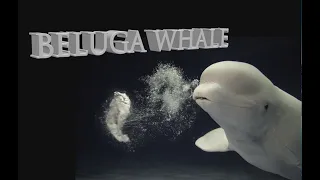 The Magical Beluga Whale, Capturing wild belugas