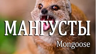 Мангусты — Mongoose