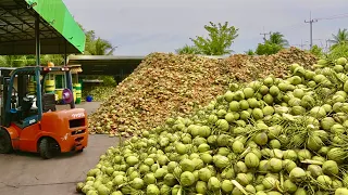 10,000 pcs per day/amazing mass cut coconut/coconut factory in thailand