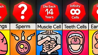 Comparison: Lifespan of Cells In Our Body