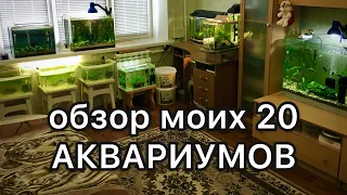 Обзор моих 20 аквариумов