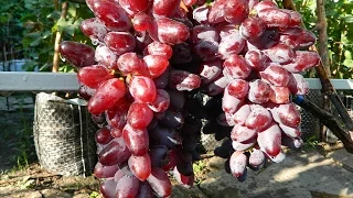 Виноград Байконур (Grape Baykonur) 2015