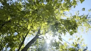 There Is Sunshine in My Soul Today (2020) | The Tabernacle choir