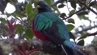 Resplendent quetzal singing