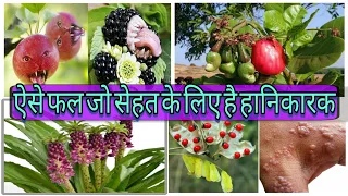 दुनिया के 10 सबसे जहरीले फल | Most Poisonous Fruits in the World| Wildlife Facts in Hindi