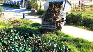 New Project 5 Ton Truck Unloading Dirt And Mini Dozer  Use Power Pushing Dirt Filling Pond