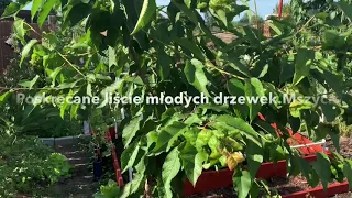 POSKRĘCANE LIŚCIE MŁODEGO DRZEWKA .Mszyca