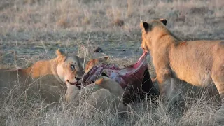 African Safari (Part 1):  Masai Mara, Kenya. Wildlife we saw in two and half days