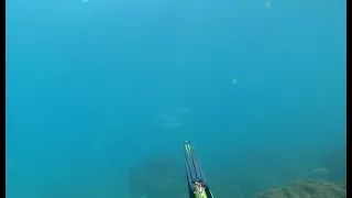 Herzliya, spearfishing blue runner - 4/11/22