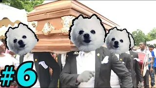 🤣 Funniest 🐶 Dogs and 😻 Cats. Dancing Funeral Coffin Meme #6