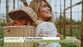 Fresas Ariyama - Constanza
