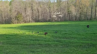 Turkey season 2024 2nd bird. Dickson county TN