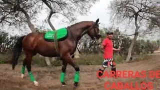 una cuadra trabajando su potro