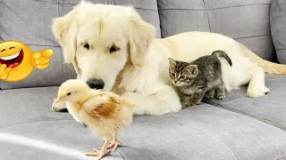 New Funny Videos 2024 😍 Cutest Cats and Dogs 🐱cats funny videos🐶 Part 43