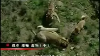 Turkish Kangal Dogs vs. Tigers & Lions