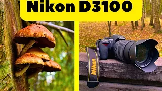 Nikon D3100 Relaxing POV Nature Photography - Early autumn in the park ASMR