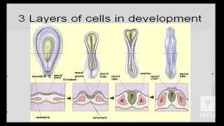 Brain and Behavior - Organization of the Brain and Nervous System