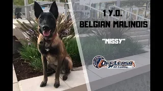 BELGIAN MALINOIS / DOG TRAINING