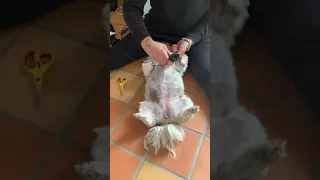 Hund genießt Rasur