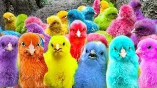 Menangkap ayam lucu, ayam warna warni, ayam rainbow, bebek, angsa, ikan hias, ikan cupang, Kelinci