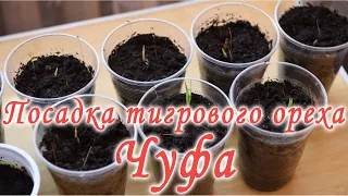 Посадка тигрового ореха.  Выращиваем Чуфу.