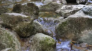 Beautiful forest stream gurgles in the mountains | Listen to the sounds of nature and forest birds