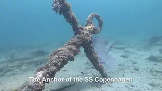 SS Copenhagen Wreck Diving FL / Fish Identification