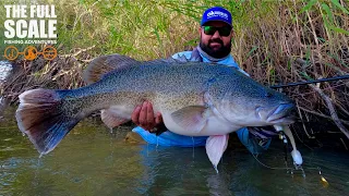 Moonrise Murray Cod Bite | The Full Scale