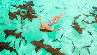 Swimming with Pigs and Sharks on a Day Trip to the Exumas, Bahamas