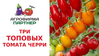 ТРИ ТОПОВЫХ ТОМАТА ЧЕРРИ