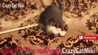 FUNNY CAT VIDEOS - Crazy Cat Miki is Jumping - FUNNY CAT VIDEOS