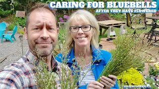 💙 Caring for Bluebells After Flowering - QG Day 70 💙