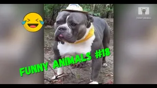 Funny Animals Videos 2023 😂 - Funniest Dogs And Cats Videos #18