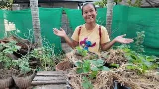 Problems with the landfill and STRAWBERRIES. ปัญหาการฝังกลบและสตรอเบอร์รี่