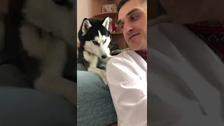 Siberian Husky temper tantrum | Сибирский хаски истерика