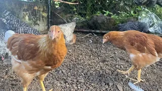 Chicks to chickens