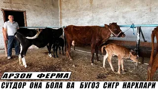 АРЗОН  ФЕРМА   СУТДОР  ОНА  БОЛА  ВА БУГОЗ  СИГРЛАР  !