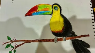 How to draw Toucan using pencil colors | step by step |