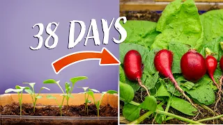 Growing Radish Time Lapse - Seed To Bulb in 38 Days