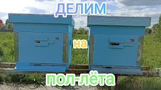 Деление на пол-лета семьи без матки. Увеличиваем пасеку! Пчеловодство!