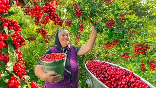 Harvesting Fresh Cranberries and Making Jam and Drink in the Village!