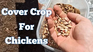 How-to Create a Cover Crop For Chickens