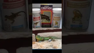 Кормление прыткой ящерицы по имени Зен. Зен линяет!!!🦎🦎🦎