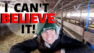 HOW DID THEY DO??  Results from the first weaned lambs of 2020: Vlog 238