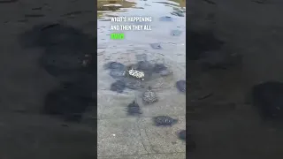 These turtles saved another turtle’s life 😱👏