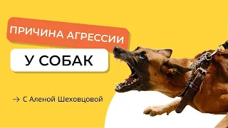 Агрессия: причины, и как исправить агрессивное поведение.  Признаки  и причины агрессии у собак